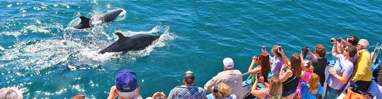 Los Angeles Whale Watch