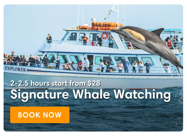 whale watch sightings