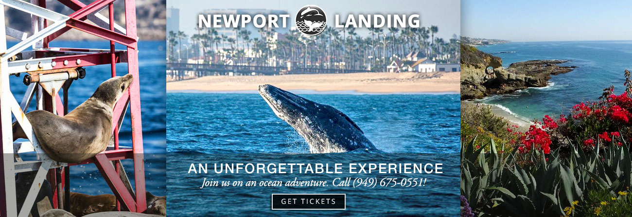los angeles whale watching