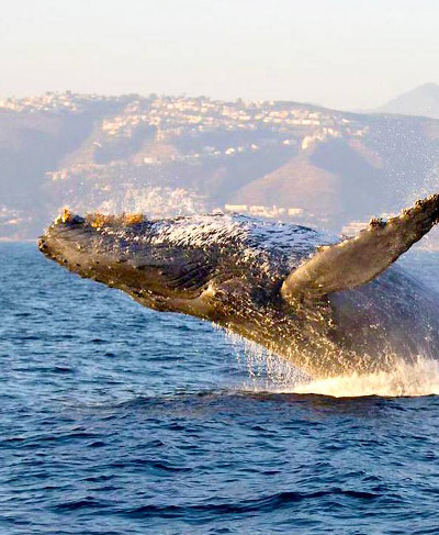 A large humpback whale breaches out of the water and exposes its head and fins, while swimming along the coast of Newport Beach, California.