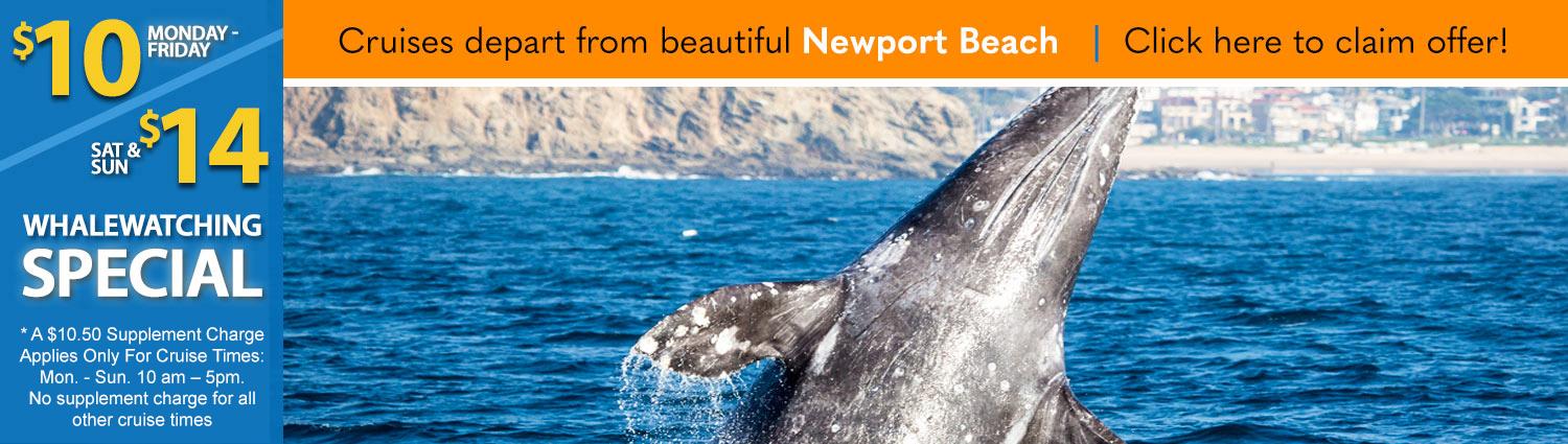 Whale Watching Long Beach $10 Visitor & Resident Special