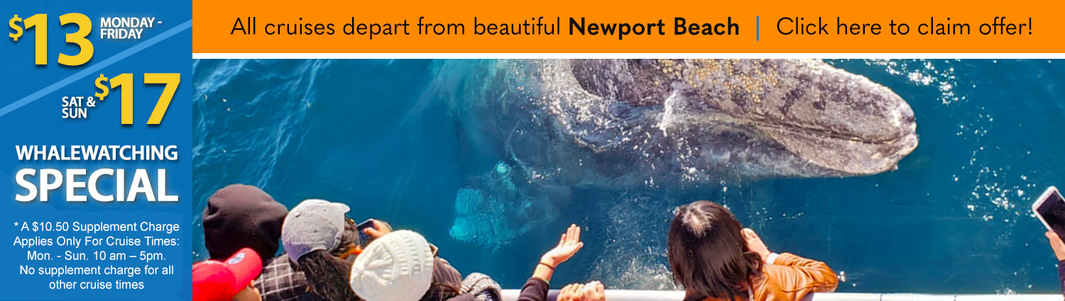 Santa Monica Visitor Whale Watch Offer - Davey's Locker