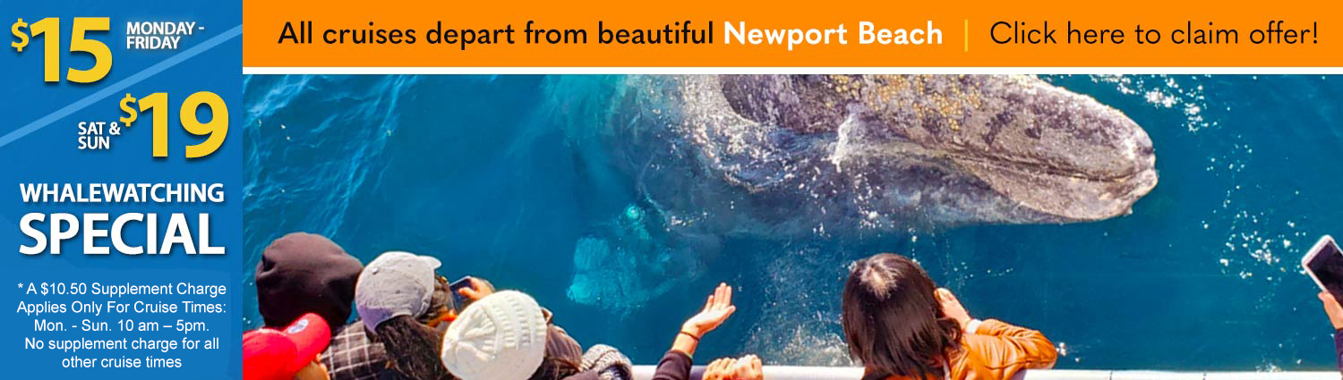 San Diego Whale Watch $15 Special