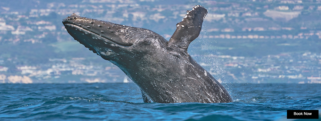 A humpback whale breaches along the coast of Newport Beach in Southern California.