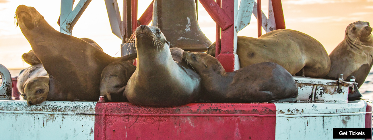 A California sea lion basks in the Southern California sun.