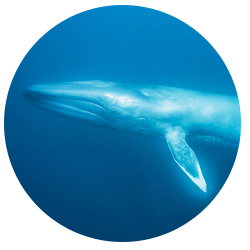 Dana Point Blue Whale