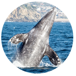Dana Point Gray Whale