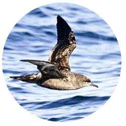 Dana Point Shearwaters