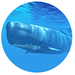 Dana Point Sperm Whale