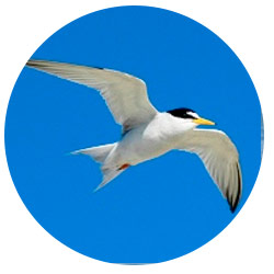 Dana Point Terns