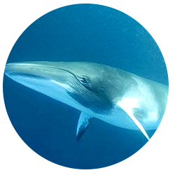 Whale Large Size Blue Whales Flatback Charms Transparent Like Glass Pl
