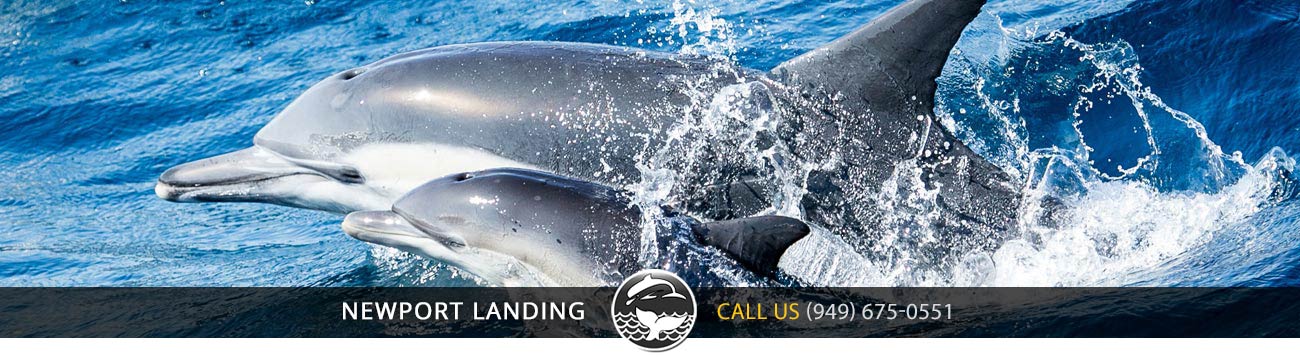 Whale and Wildlife Cruises, Dolphins, Gray Whales