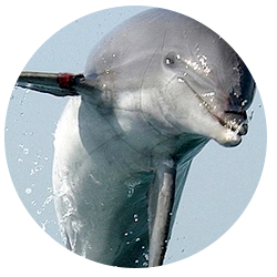 dolphin tours la