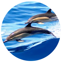 Southern California Common Dolphin
