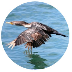 Southern California Cormorant