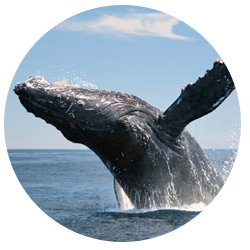 Southern California Humpback Whale