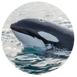 Southern California Orca Whale