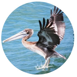 Southern California Pelicans