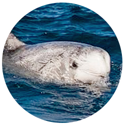 Southern California Risso Dolphin