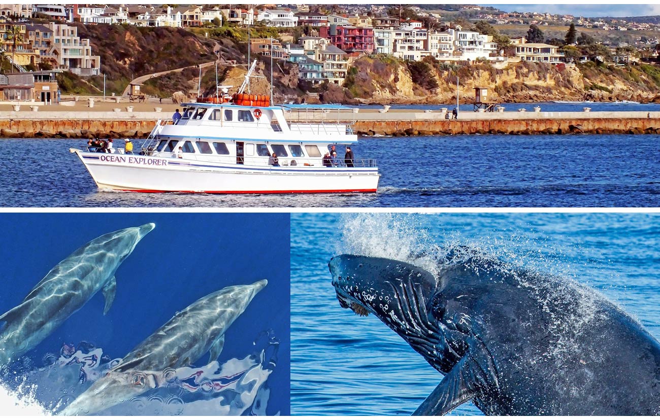 Whale Watching off Orange County from Newport Harbor-Orange County