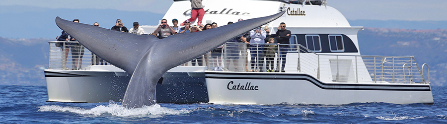 Passengers take pictures of a blue whale while whale watching