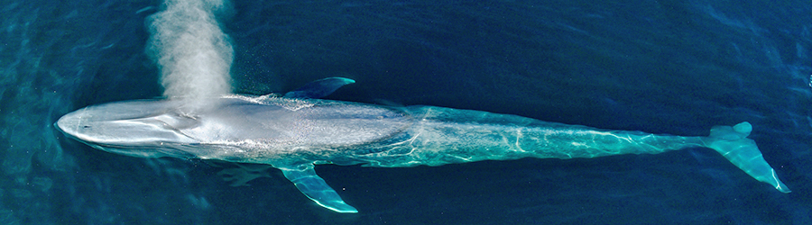 A drone captures a picture of a blue whale spouting while swimming in the Pacific Ocean off the coast of Southern California