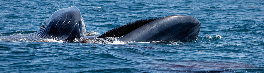 A blue whale with it's mouth open feeds on krill as it swims in the California Pacific Ocean