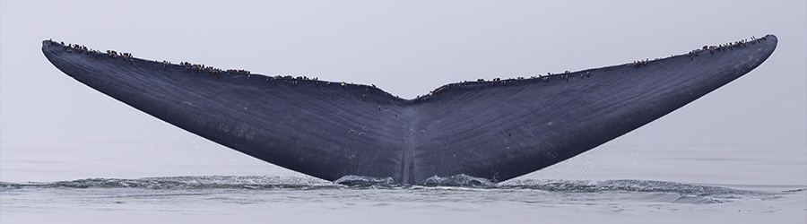 A blue whale dives into the Pacific Ocean near California exposing it's tail or flukes