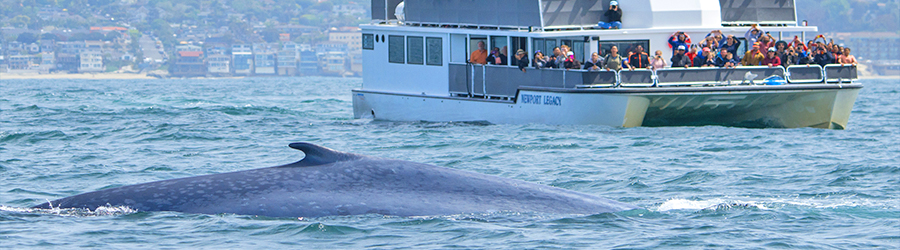 A California blue whale passes in front of lucky whale watchers on board the Newport Legacy boat