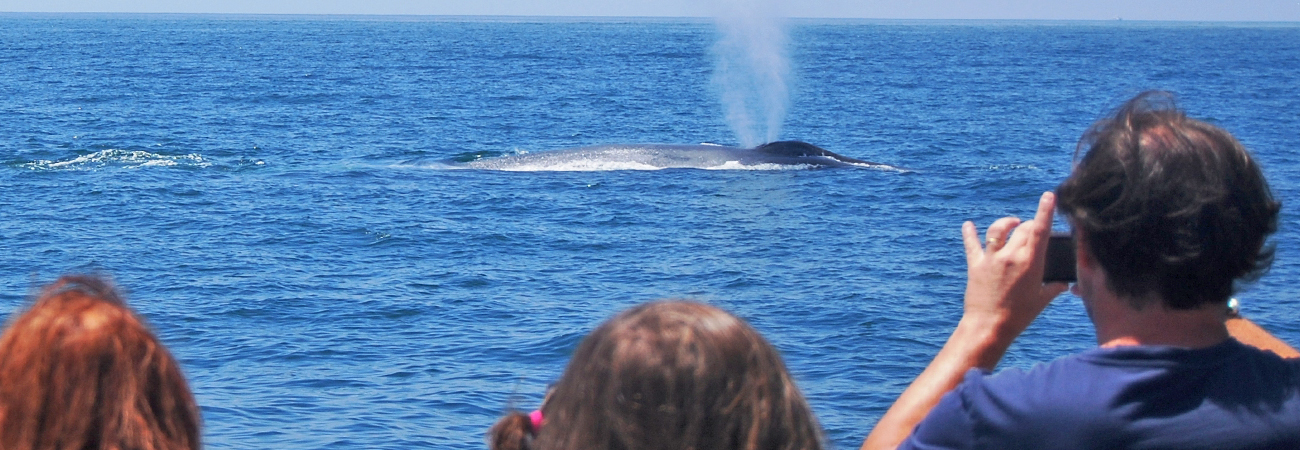 Whale watchers viewing a blue whale from a boat in Newport Beach.