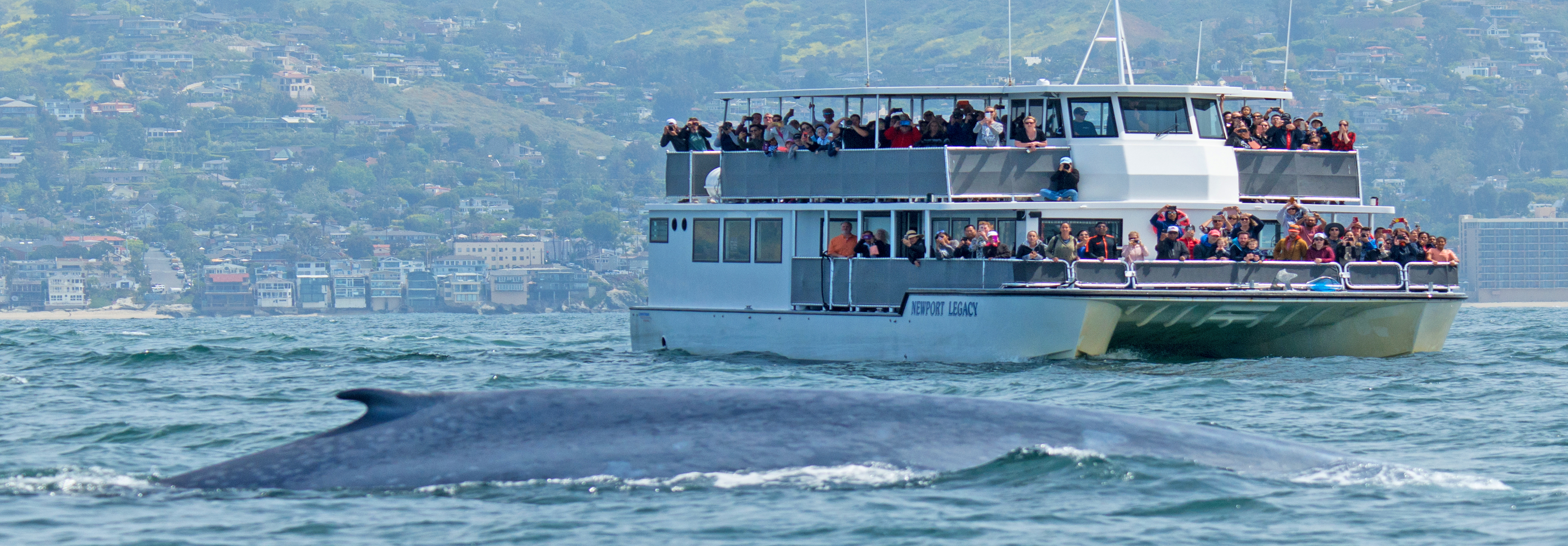 How to Go Whale Watching in Washington (for Free!)