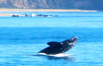 A gray whale breaches the Pacific Ocean, with the natural environment of Newport Beach visible in the background.