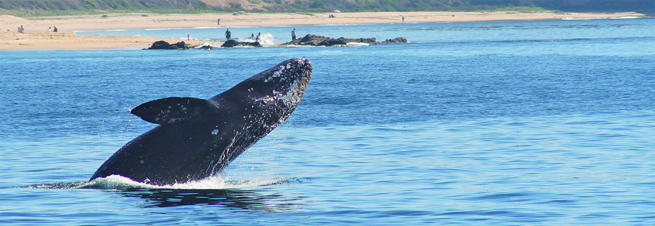 Newport Beach, California Whale Watching: Whale Count & Sightings ...