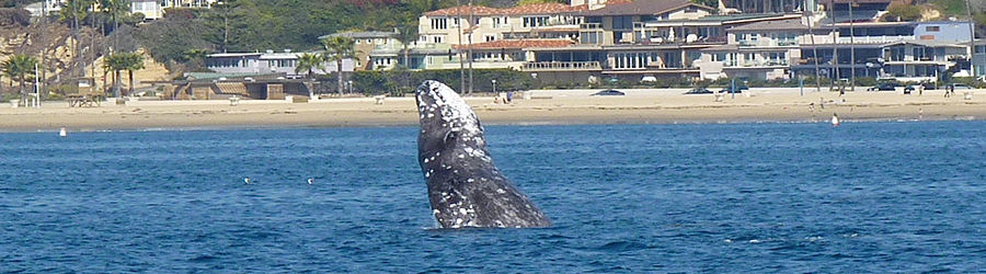 Gray whale breaching near a Southern California beach