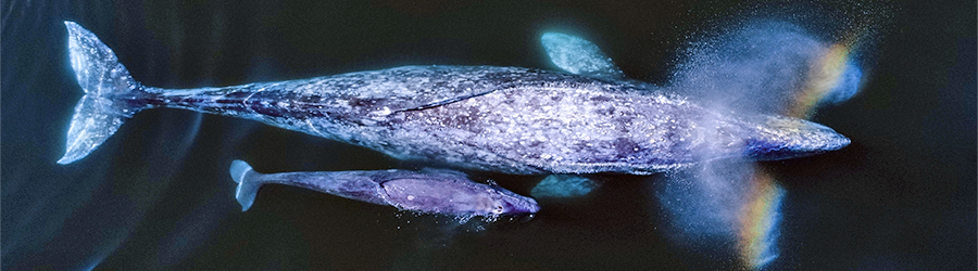 Gray whale mother and baby side by side