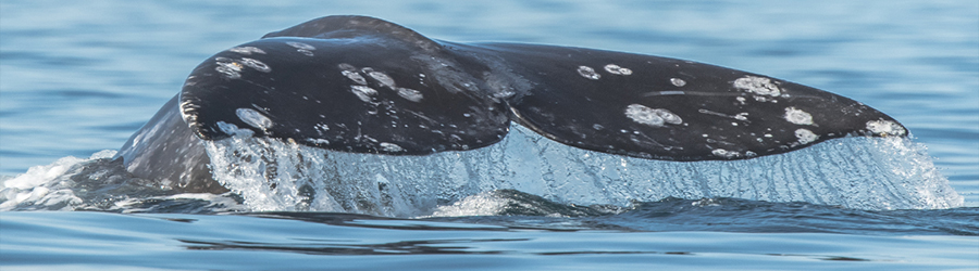 Gray whale tail or flukes up close detail