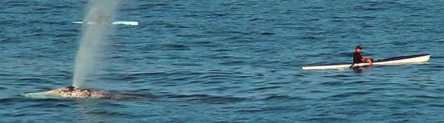 A gray whale swimming near two people on kayaks in the Pacific Ocean off the coast of Newport Beach, CA