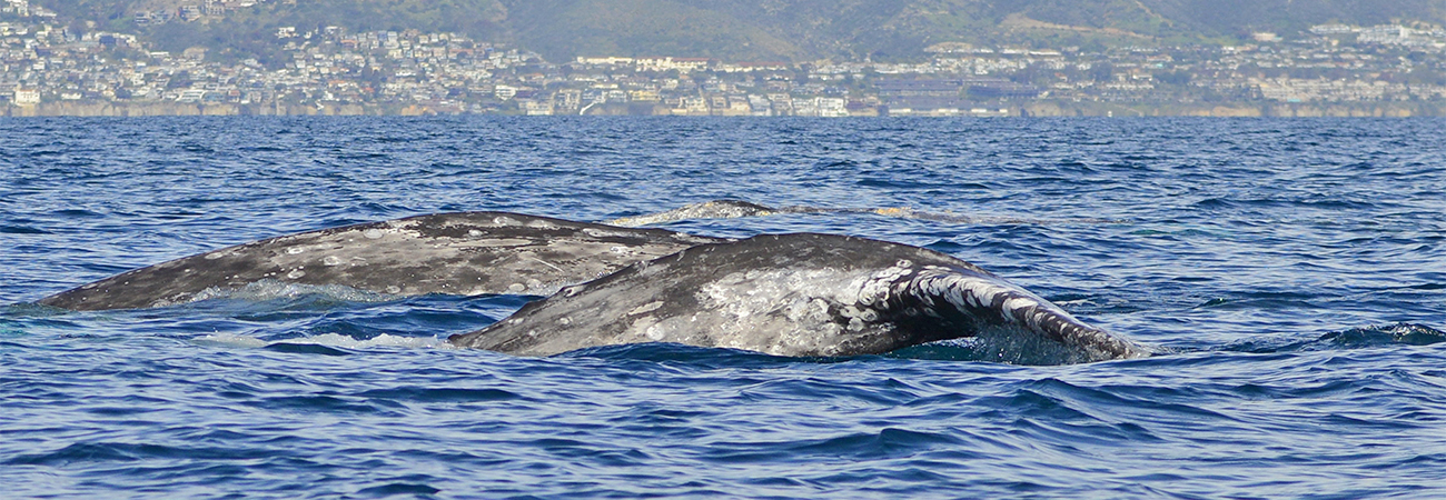 Three Gray whales swimming in the Pacific Ocean off the coast of Newport Beach.