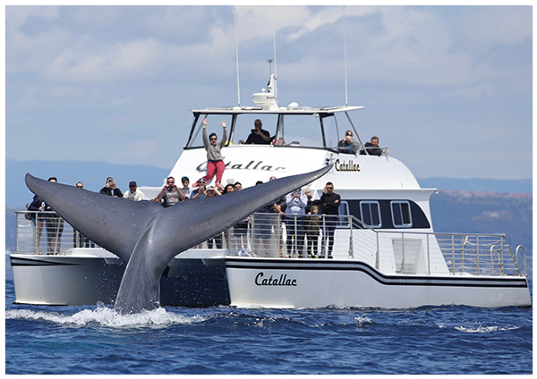 A boat used for whale watching trips in California sails the Pacific Ocean as the tail of a whale is exposed above the water.