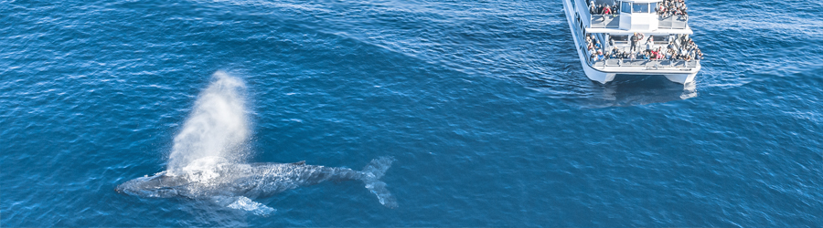 a boat of whale watchers view a humback whale spout