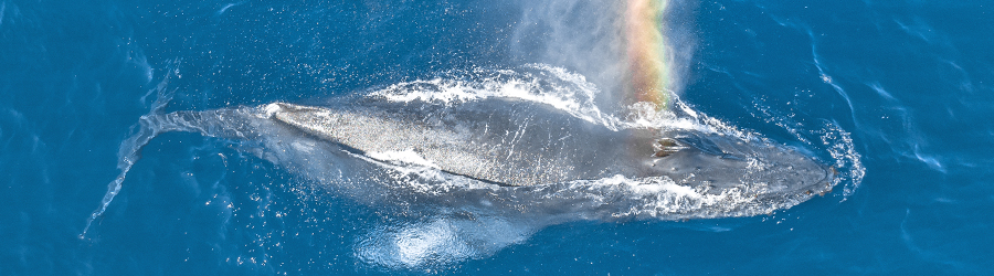 Aerial view of a humpback whale swimming near the top of the water near Southern California