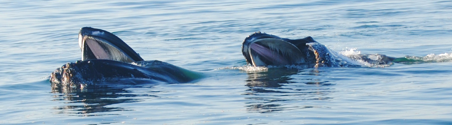 Close up of two humpback whales feeding in the waters of the Pacific Ocean