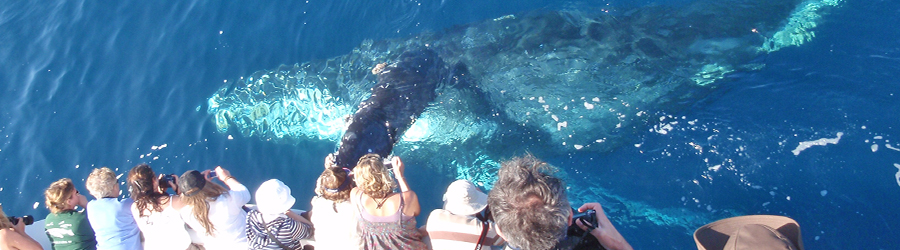 Whale watchers on a boat in the Pacific Ocean get a close up look at a humpback whale