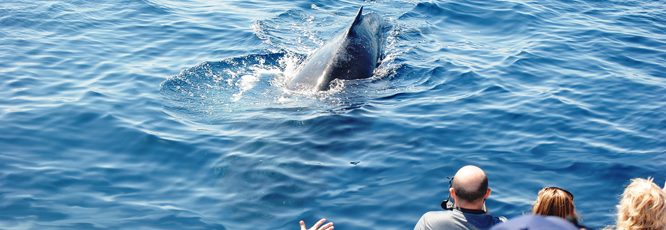 Humpback whale swims near a whale watching boat while people watch.