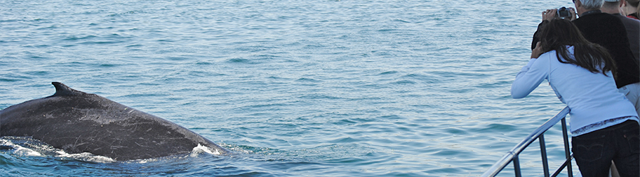 Whale watchers in Southern California take pictures of a humpback whale as it swims in the Pacific Ocean