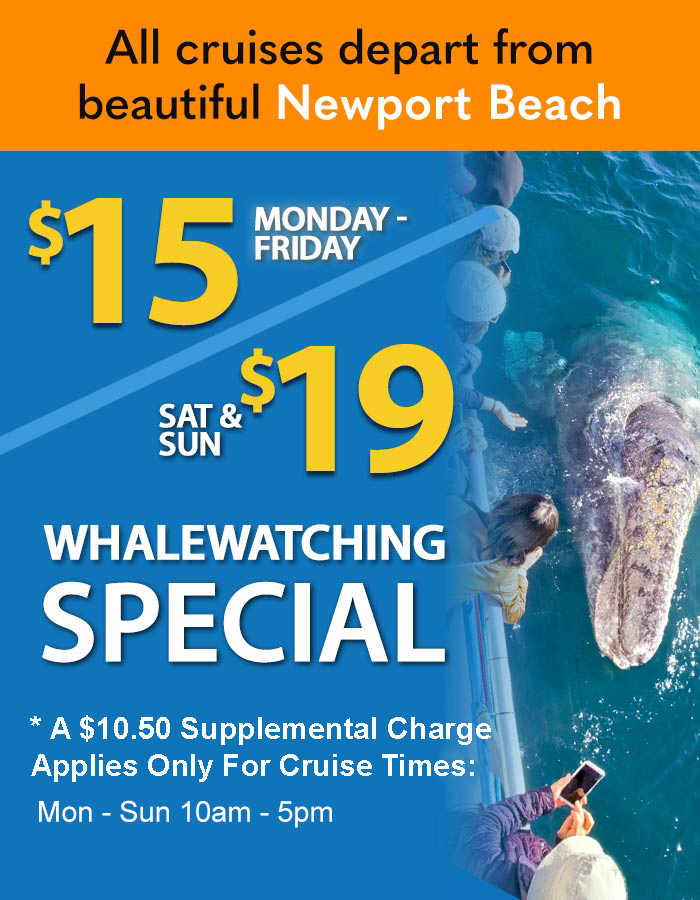 Whale Watching Orange County $13 Special