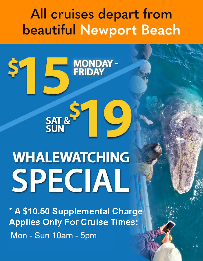 Santa Monica Visitor Whale Watch Offer - Davey's Locker