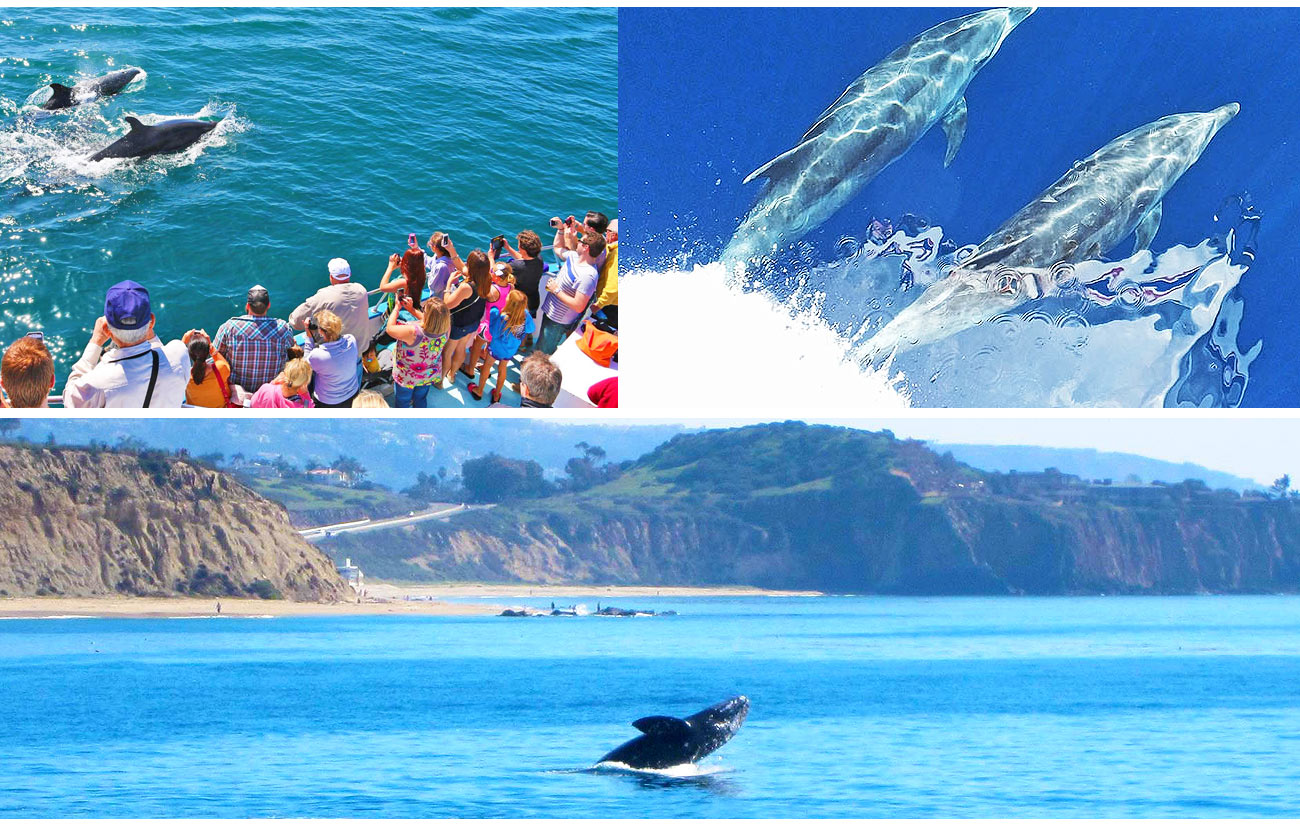 Whale Watching California - $20 Whale Watching Special