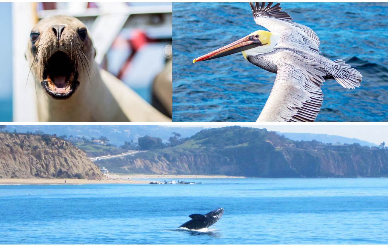 whale watching tours rhode island