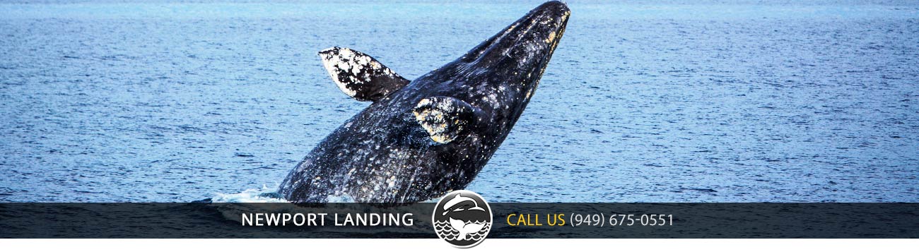 Whale Watching California - $20 Whale Watching Special